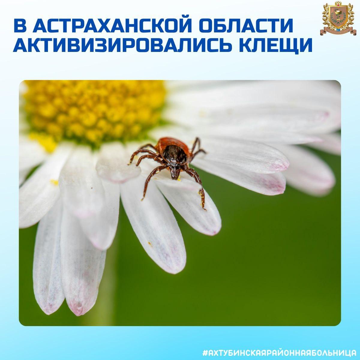 В Астраханской области активизировались клещи